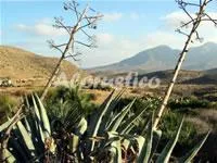 CASAS LOLI ACACIA. MARACAS 2 en EL POZO DE LOS FRAILES — miniatura 4