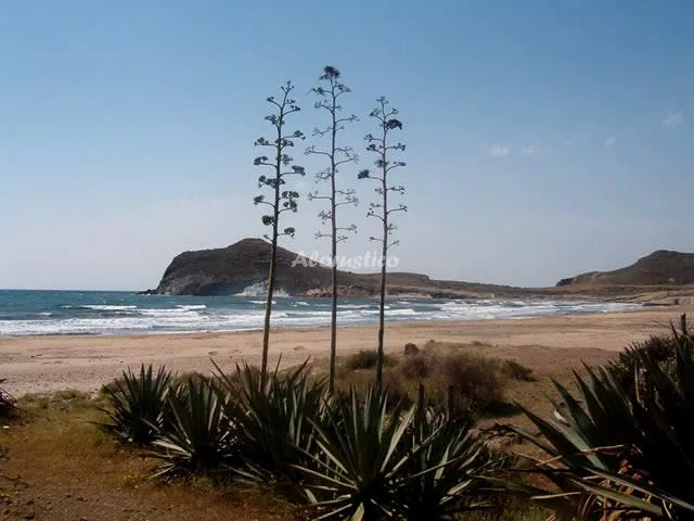 CASAS LOLI ACACIA. NORIA 3 en EL POZO DE LOS FRAILES — miniatura 4