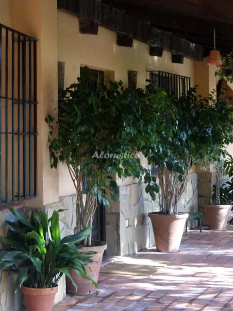 CORTIJO EL MESONERO en JIMENA DE LA FRONTERA — miniatura 20