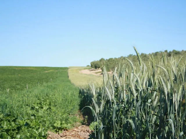 FINCA LAS CABALLERIAS en JEREZ DE LA FRONTERA — miniatura 17