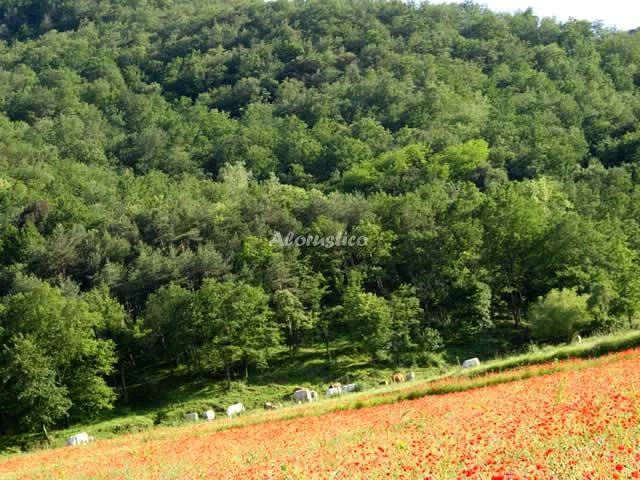 Alojamiento turístico MAS PRAT - EL PALLER (PLANTA BAJA) en LA VALL DE BIANYA · GIRONA