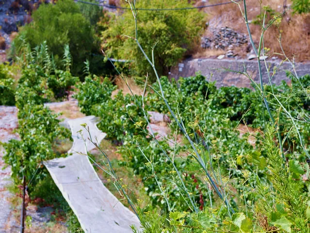 FINCA CORTIJO TEJA en ALBUÑOL — miniatura 18