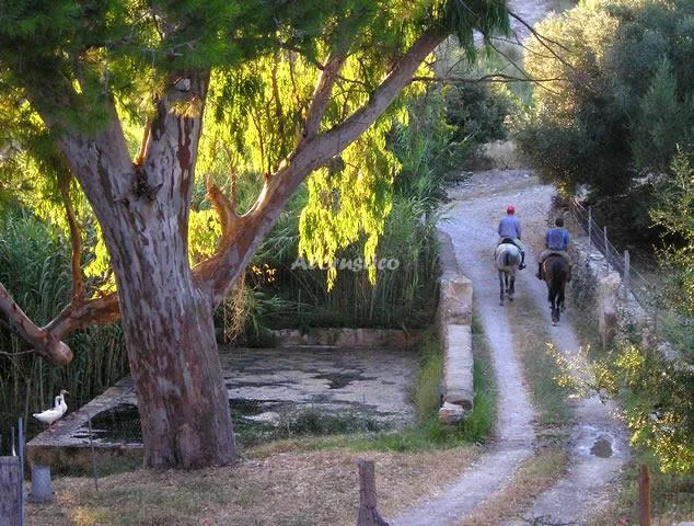 AGROTURISMO SON NOT - APTO B en ARTÁ — miniatura 14