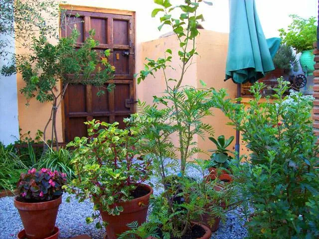 EL PATIO DE LA CALLE DE LA IGLESIA en COMARES — miniatura 15