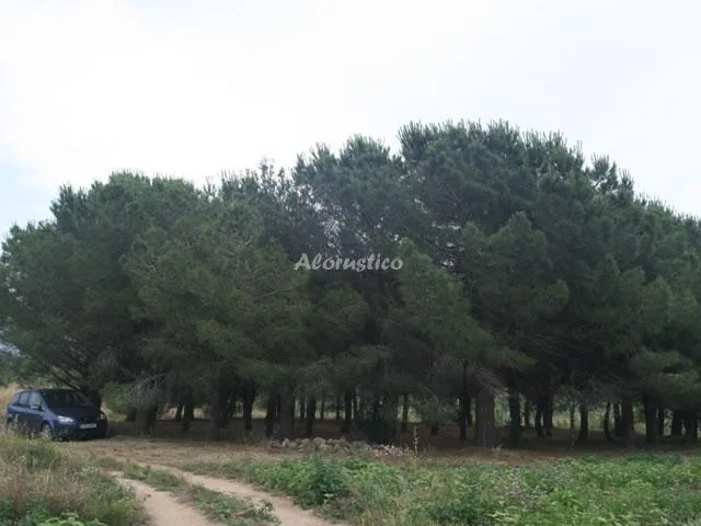 LES BARQUERES en ALFORJA — miniatura 11