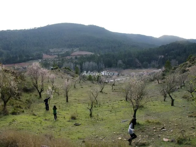 Alojamiento turístico EL MAJUELO - APTO PLANTA BAJA en REQUENA · VALENCIA
